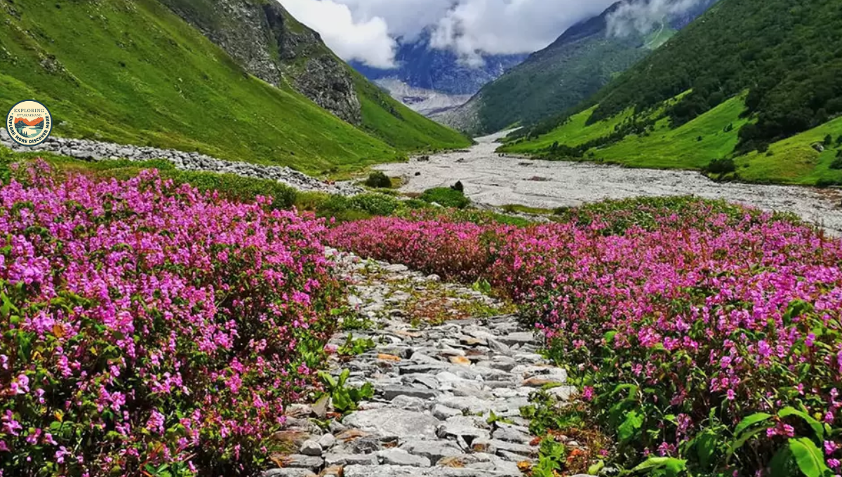 A TRECK WHERE WE HAVE LAKE VIEW AND FLOWERS 